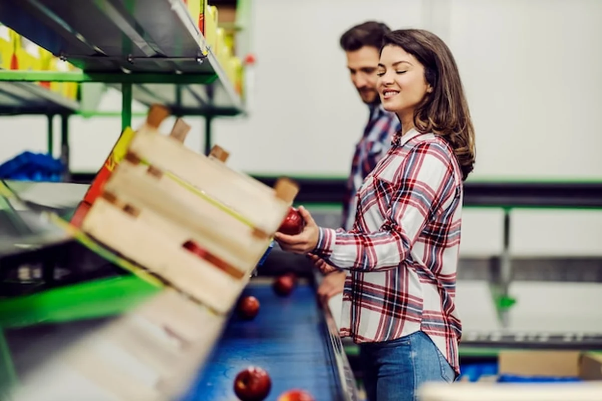 Pracownicy fabryki żywności pracujący z jabłkami na taśmie transportowej